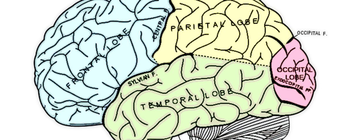 El cortex prefrontal y la inteligencia ejecutiva