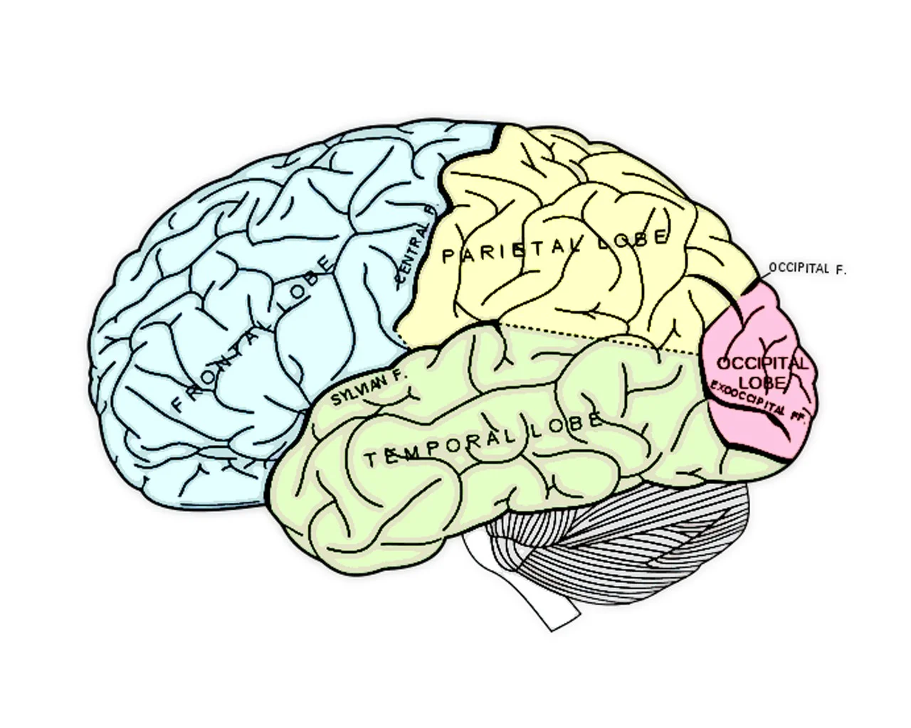 El cortex prefrontal y la inteligencia ejecutiva