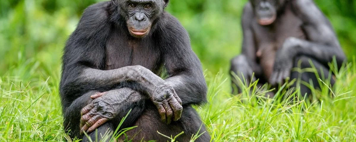 Lo bonobos nos muestran la parte más empática de nuestros antepasados. Son muy diferentes a los chimpancés.