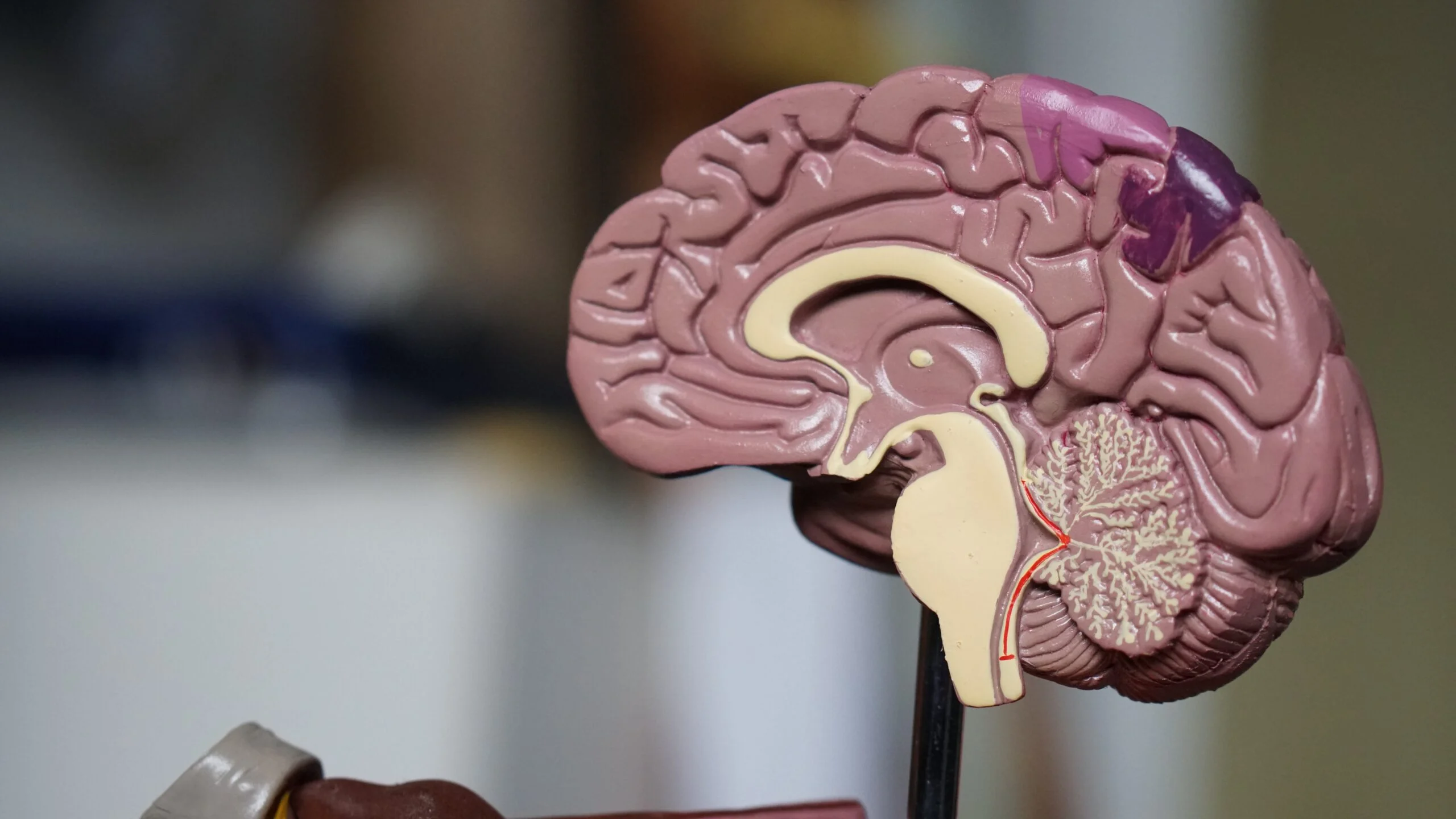 Los circuitos ascendentes y descendentes del cerebro